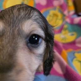Boy 2 - Cream male Dachshund puppy in Sour Lake, Texas from Rigdon's dachshunds