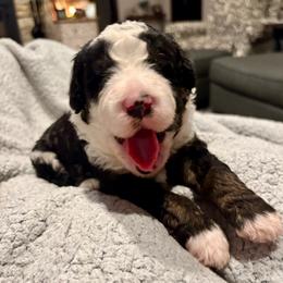 Gray boy - Tri-color male Bernedoodle puppy in Lake, Michigan from 3 King Doodles & Poodles
