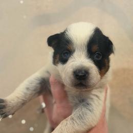 Tully - Blue speckled female Australian Cattle Dog puppy in Rosharon, Texas from 4Surge Cattle Dogs