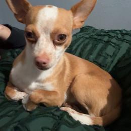 Rosie - Chihuahua