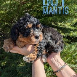 Mantis - Tri-color male Bernedoodle puppy in Cambridge, Minnesota from Country Meadow Doodles