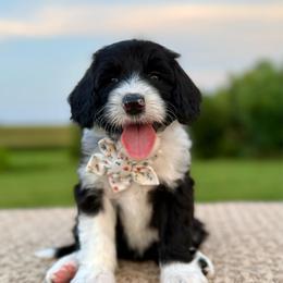 Merry-Go-Baa - Black and white female Sheepadoodle puppy in Adams, Nebraska from Boxcar Doodles and Poodles