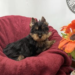 Opal - Black and gold female Yorkshire Terrier puppy in Daleville, Indiana from Monarch Yorkshire Terriers