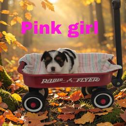 Pink Girl - Parti female Yorkshire Terrier puppy in Inverness, Florida from Luvayorkie&more