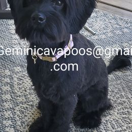 Zulla - Cavapoo