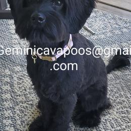 Zulla - Cavapoo