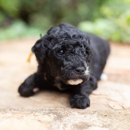 Miss Golden Sunrise - Goldendoodle puppy in Statesville, North Carolina from Parfait Mischen Goldendoodles