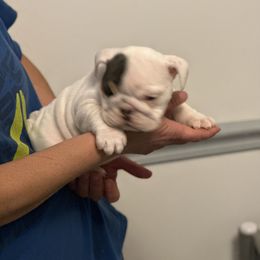Patches - White Bulldog puppy in Alexandria, Virginia from Stacey D’s Bulldogs