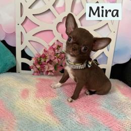 Mira - Chocolate female Chihuahua puppy in Mesa, Arizona from Arizona Dream Chihuahuas
