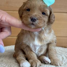 K- WHITE GIRL - Red  female Goldendoodle puppy in Lewisville, Texas from Texas Goldendoodle Lovers