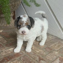Birdie - Bernedoodle puppy from Banner Bernedoodles