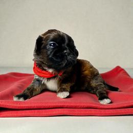 AKC-Maple - Brindle and white female Shih Tzu puppy in Mooresville, North Carolina from Juji Shih Tzu