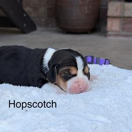 Hopscotch - Black tan and white female Beagle puppy in Mansfield, Missouri from Rippee Creek Kennel