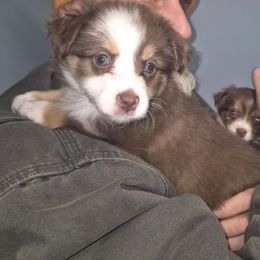 Scarlett - Red tri female Toy Australian Shepherd puppy in Madisonville, Tennessee from LaRose Farm & Kennels