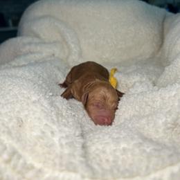 Jan - Red  female Goldendoodle puppy in Camden, North Carolina from Oopsie Doodles of NC