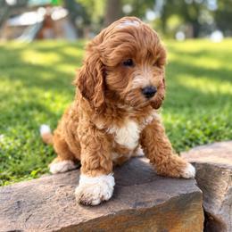Blitz - Parti male Goldendoodle puppy in Columbia, South Carolina from Glittering Grace Goldendoodles