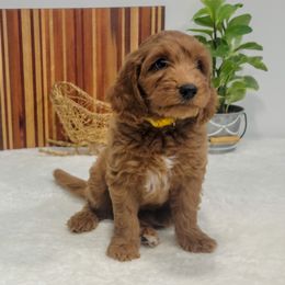 Girl 3 - Red  Goldendoodle puppy in Delta, Utah from Delta Doodles and Poodles