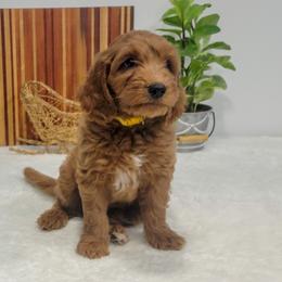 Girl 3 - Red  Goldendoodle puppy in Delta, Utah from Delta Doodles and Poodles
