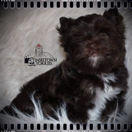 Yorkshire Terrier Puppies from Tinseltown Yorkies