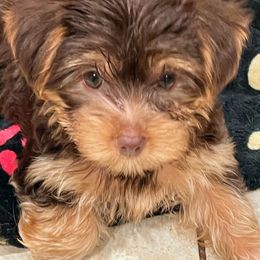 Yorkshire Terrier All Grown Up from Happy Days