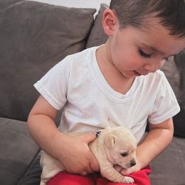 Chihuahua Puppies from Little Family Paws