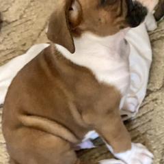 Boxer Puppies from Sisco Boxers Tennessee