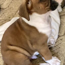 Boxer Puppies from Sisco Boxers Tennessee