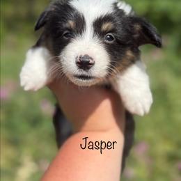 Jasper - Black and tan male Pembroke Welsh Corgi puppy in Montague, California from Shasta Valley Pembrokes