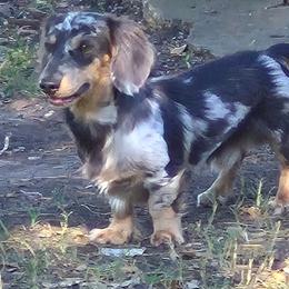 Sawyer - Dachshund