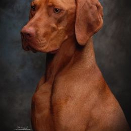 Vizsla All Grown Up from Betty's Vizslas
