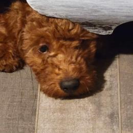 Goldendoodles and Poodles from Honey Blossom Doodles