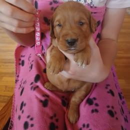 Pink - Dark golden female Golden Retriever puppy in Lanesboro, Minnesota from Eagle Ridge Golden Retrievers