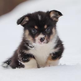 American Corgi, Cardigan Welsh Corgi, and Pembroke Welsh Corgi Puppies from Diamond Corgis