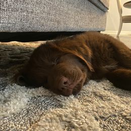 Newfoundland Puppies from Beatty Newfies