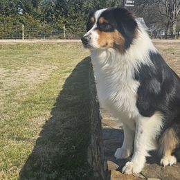 Charlie Cooper - Australian Shepherd