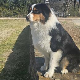 Charlie Cooper - Australian Shepherd