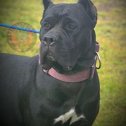 Guenhwyvar AKA Guen - Cane Corso