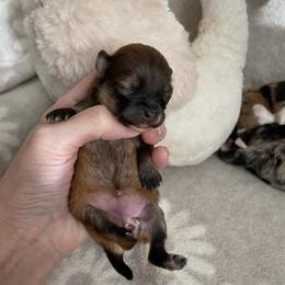 Tiny red sable - Red sable female Pomeranian puppy in Kelso, Washington from Highlander Pomeranians
