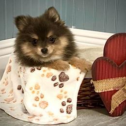 Sky - Blue and tan female Pomeranian puppy in Foley, Alabama from Southern Gem's Pomeranian