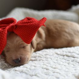 Goldendoodle Puppies from Edge Farm Goldendoodles