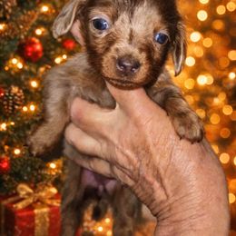 Dachshund puppies from Dixie Chic Frenchies