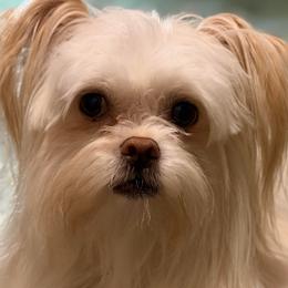ZsaZsa - Shih Tzu