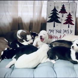 Mono - Black and white male Siberian Husky puppy in Atlanta, Georgia from Lobban Huskies