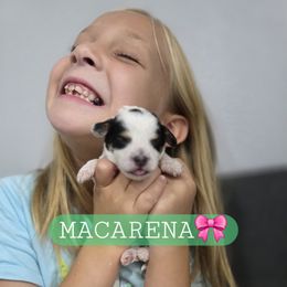 Macarena - female Cavapoochon puppy in Whitehouse, Texas from Cavapoochon Central