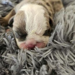 Andre - Fawn and white male Bulldog puppy in Phoenix, Arizona from Hamalini Bulldogs LLC