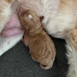 Cockapoo puppies from Garrett Doodles