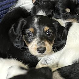 Girl 2 - Piebald female Dachshund puppy in Lind, Washington from MJ Family Farm
