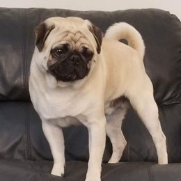 Ike - Pug