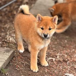 Hanabi - Red male Shiba Inu puppy in Marshall, Minnesota from Tobitatsu Shiba Inu