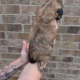 Atlas - Brindle male Shih Tzu puppy in Centerton, Arkansas from Hernandez Family Shih Tzus